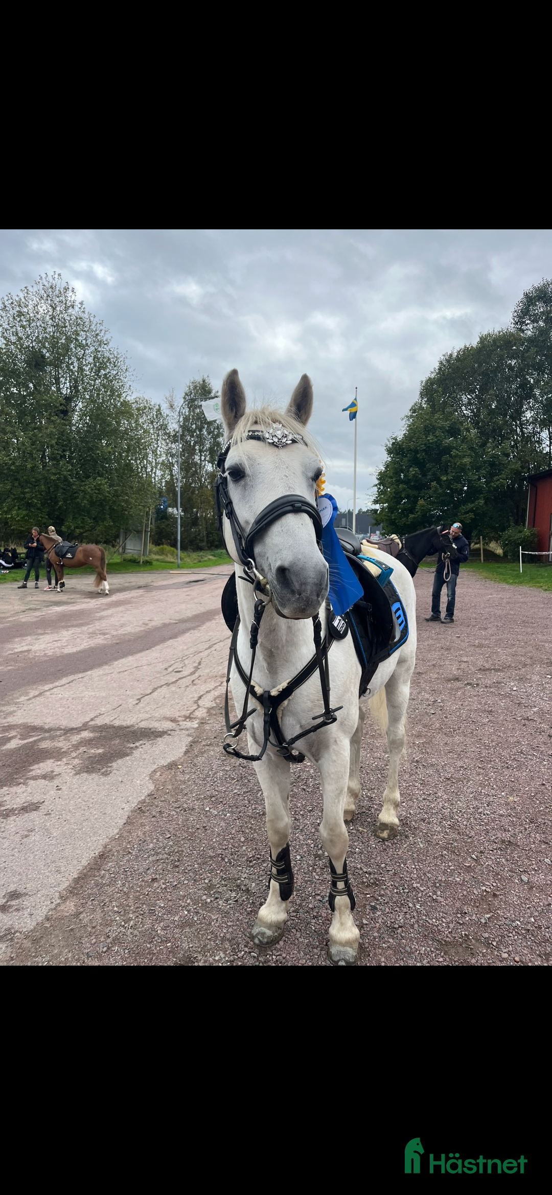 Allround hästar till salu: Allroundponny maxad C i Årjäng - Annons 5