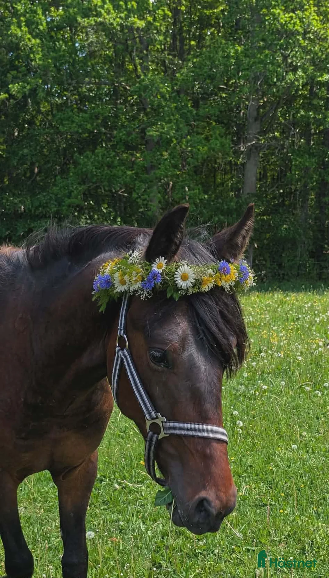 Trav hästar till salu: Genomsnäll kille. - Annons 1