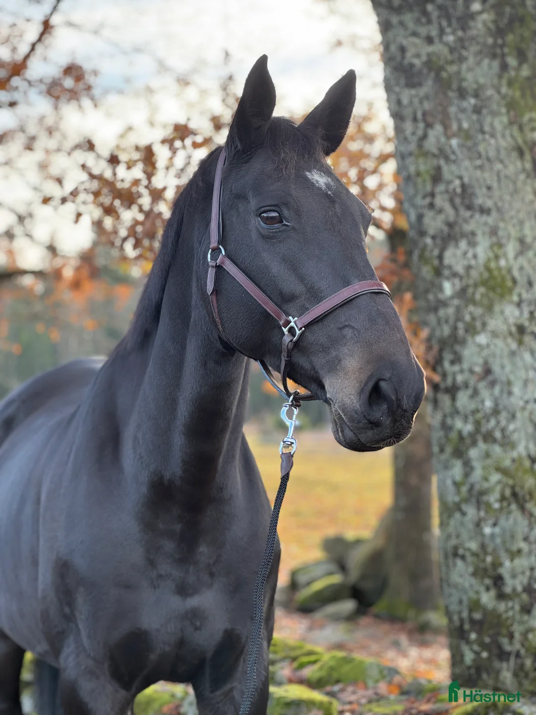 Allround hästar till salu: Sto med personlighet  - Annons 2