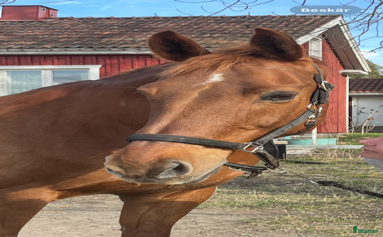  hästar i Gävle - Annons 14