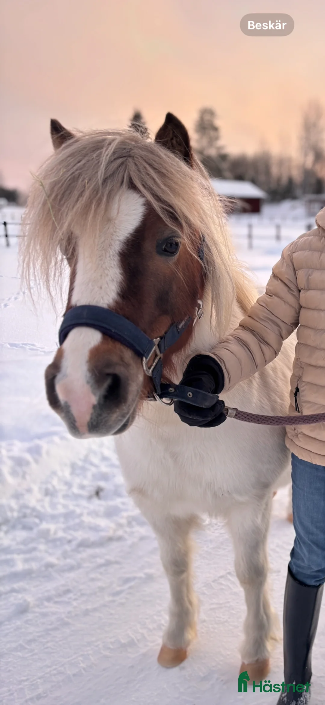 Sällskap hästar till salu: Fantastisk shettis till salu  - Annons 1