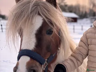 hästar Fantastisk shettis till salu - Annons 2