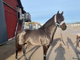 hästar Samarbete yngre dressyrryttare i Västerås - Annons 6