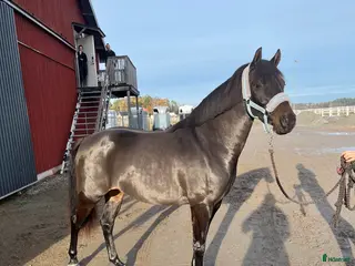 Dressyr hästar sökes: Samarbete yngre dressyrryttare - Annons 1