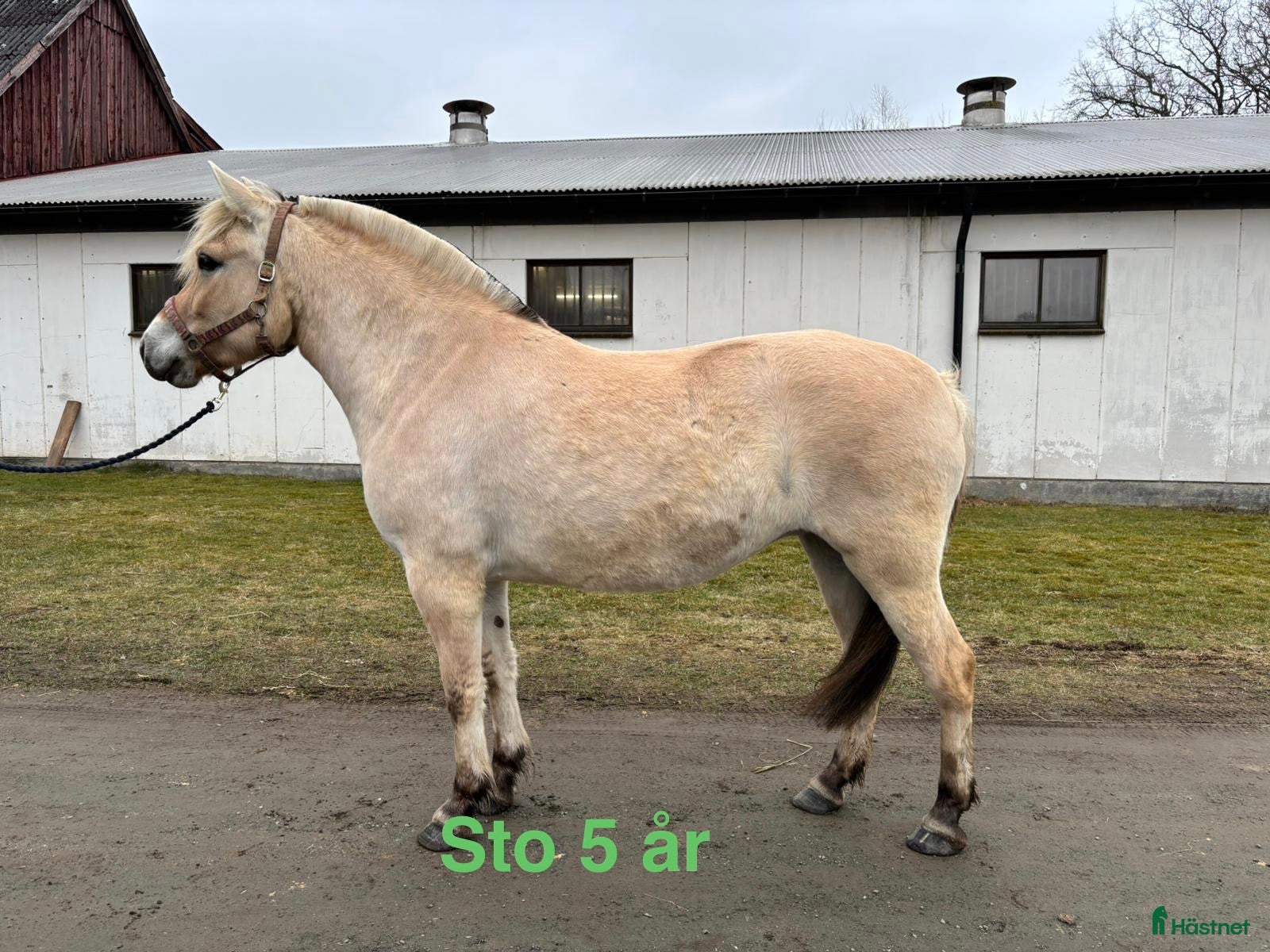  hästar Blivande verksamhets hästar/ hobby hästar  - Annons 1