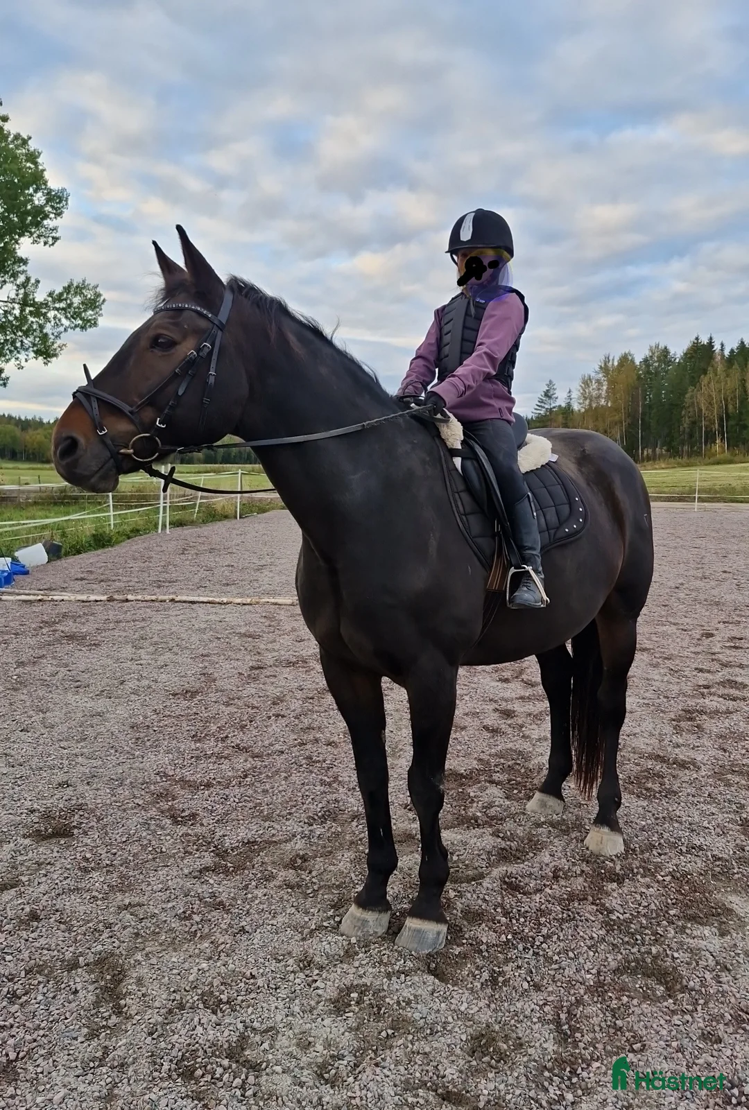 Allround hästar till salu: Mysigt halvblod utlånas - Annons 3