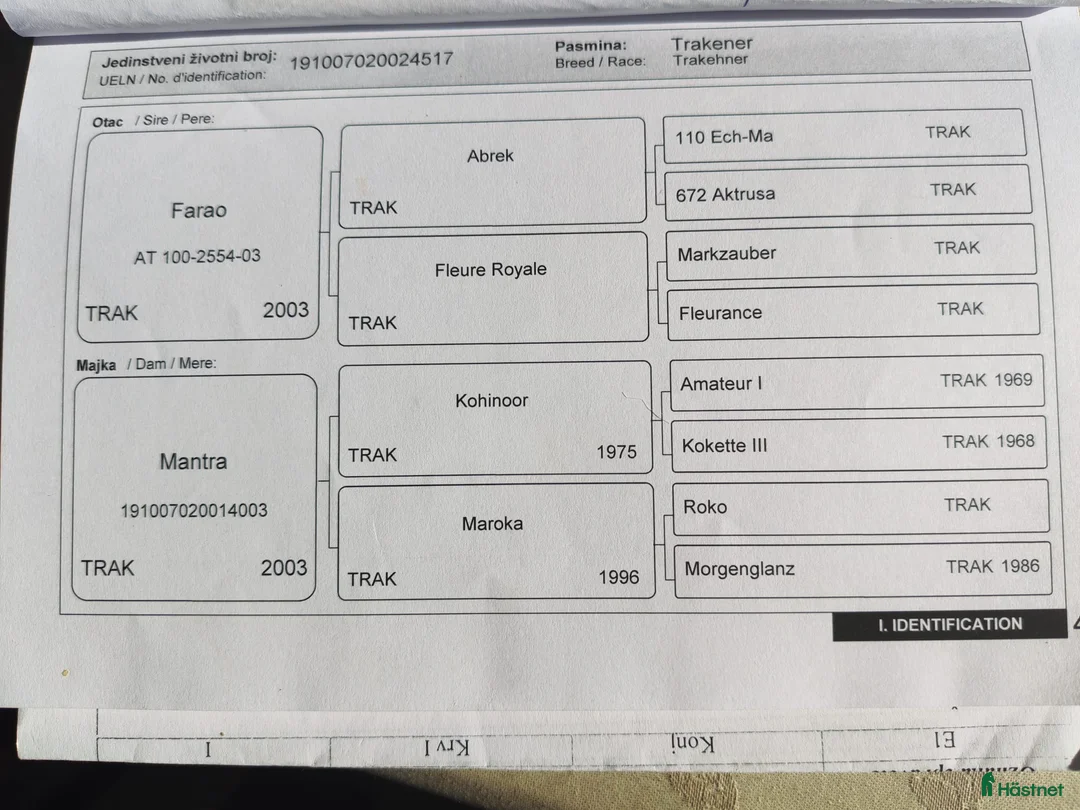 Avelshästar hästar till salu: MOCCA – Premium Trakehnersto (dräktigt) - Annons 5