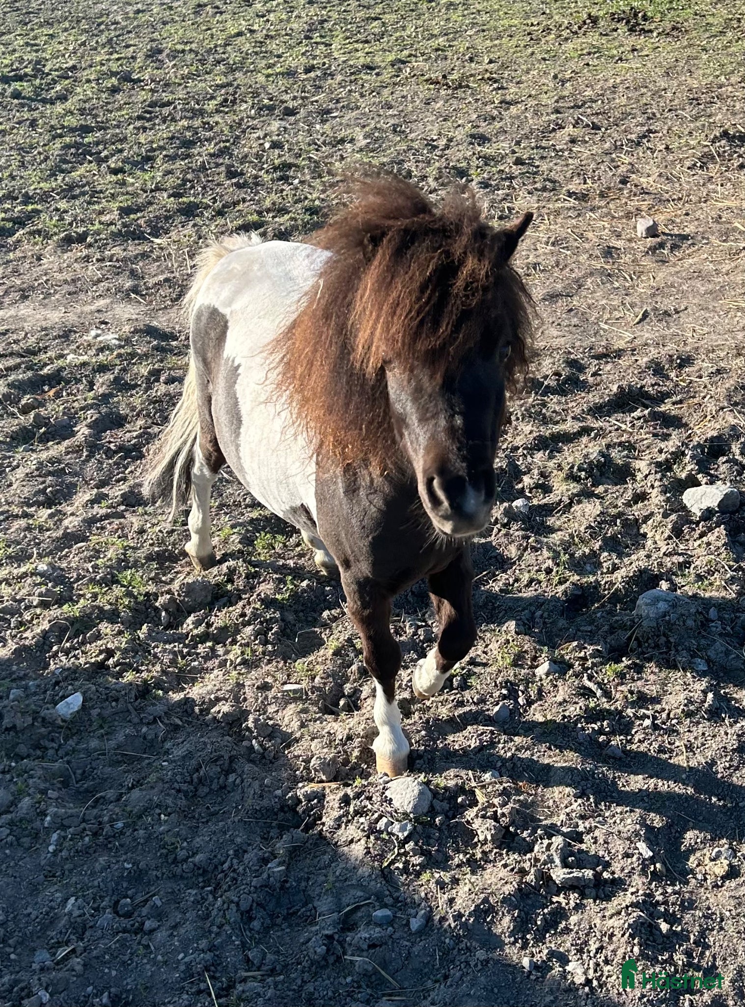  hästar Mysig liten tjej! - Annons 1