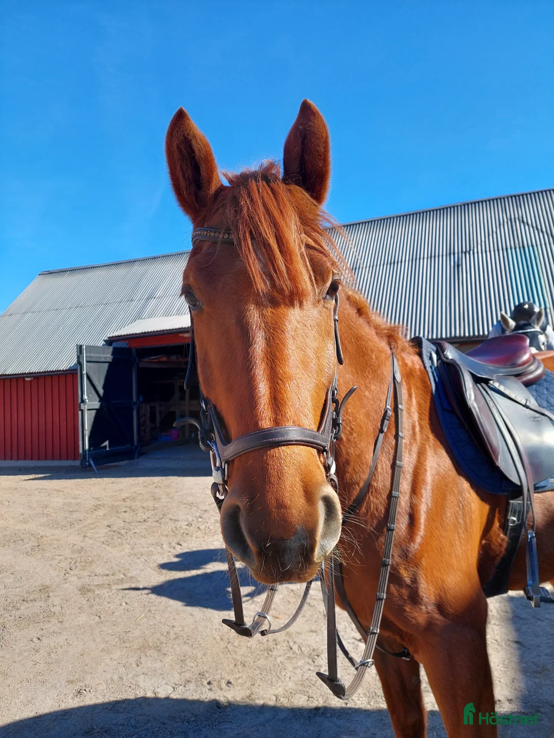 Dressyr hästar till salu: Mycket trevlig 4 åring  - Annons 2