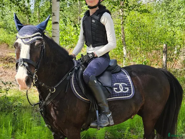 hästar till salu: Fin B-ponny - Annons 5