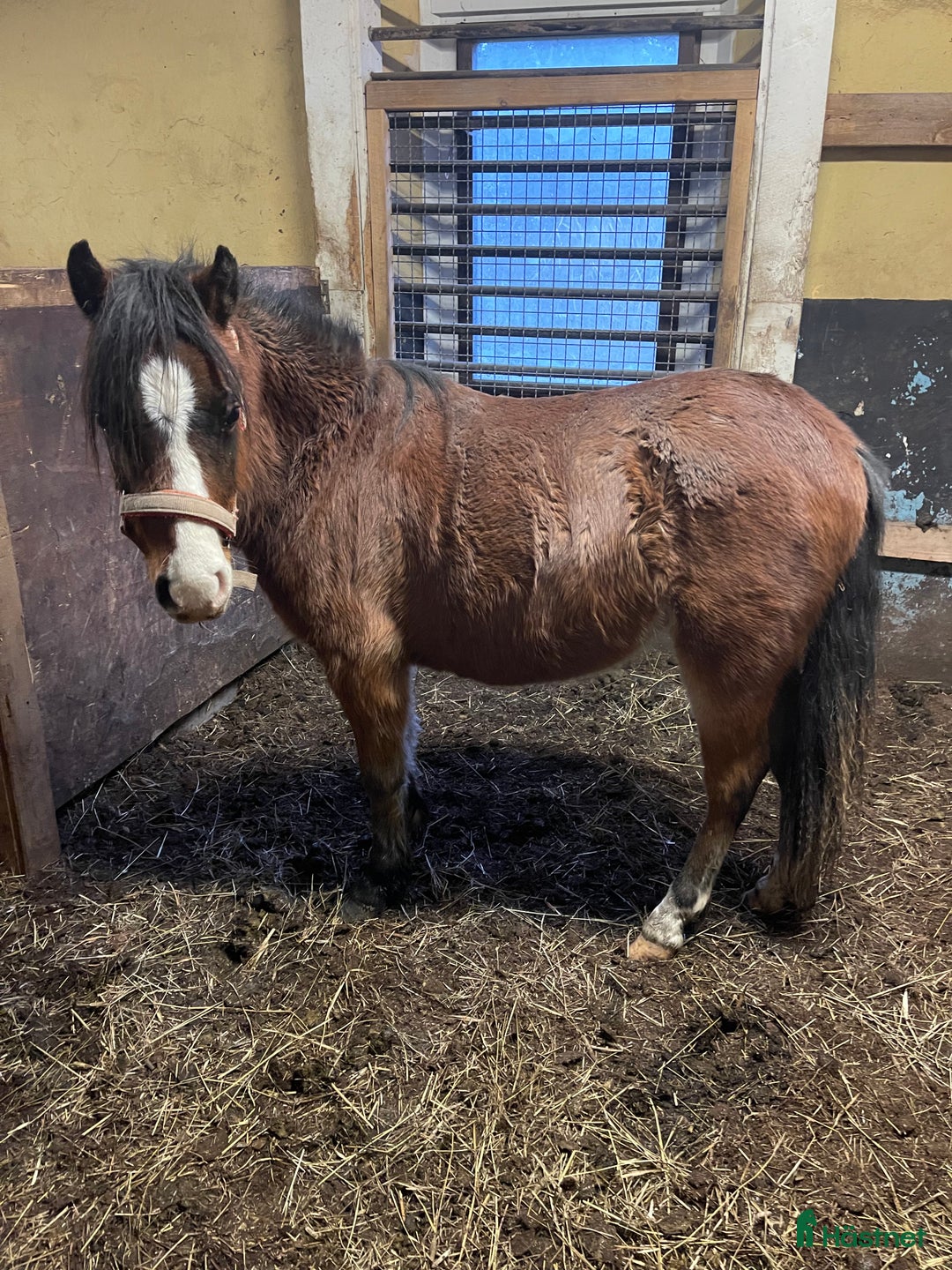 Allround hästar till salu: 2 goa grabbar söker nya hem.  i Trollhättan - Annons 3
