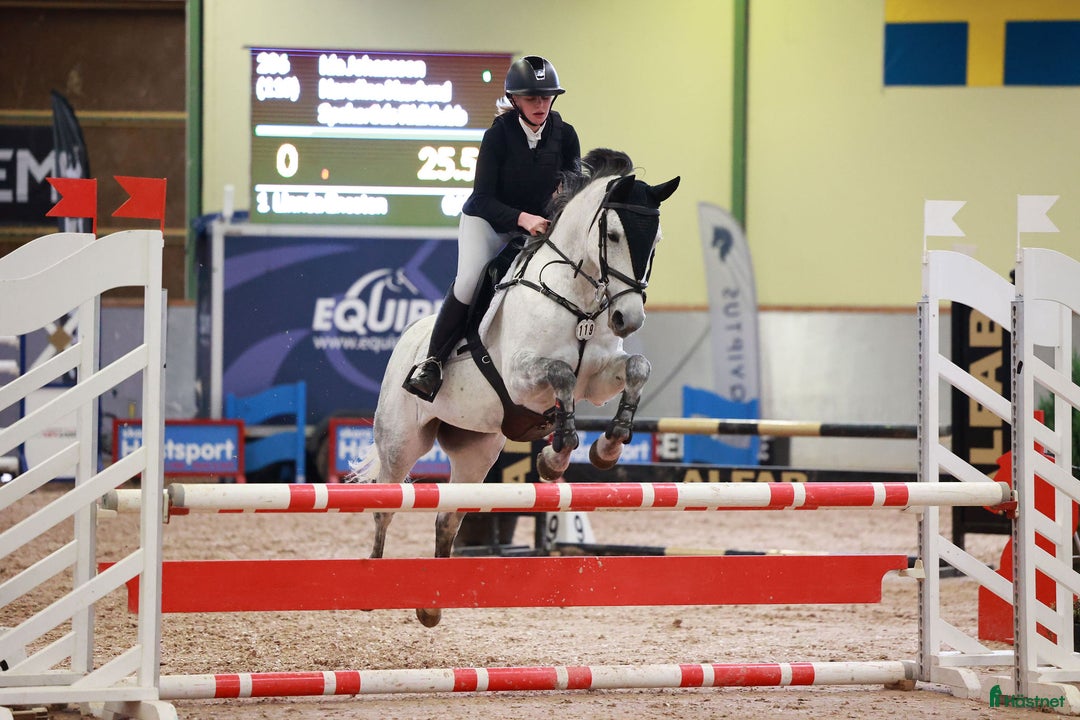 Hoppning hästar till salu: Piggt D ponny sto i Göteborg - Annons 3