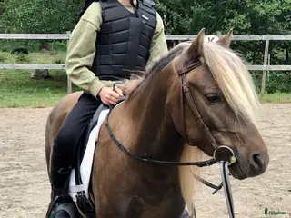 hästar Tysk Klassisk Ponny, stamtavla, inridning påbörjad - Annons 5