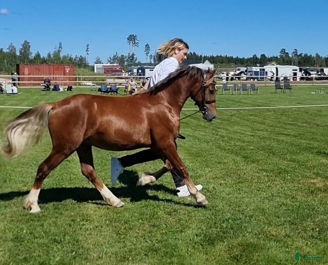 Allround hästar till salu: 🌟 Guldbelönad Welsh Cob  i Vingåker - Annons 1