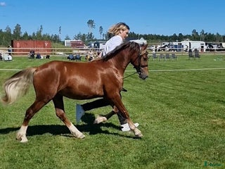 hästar 🌟 Guldbelönad Welsh Cob i Vingåker - Annons 18