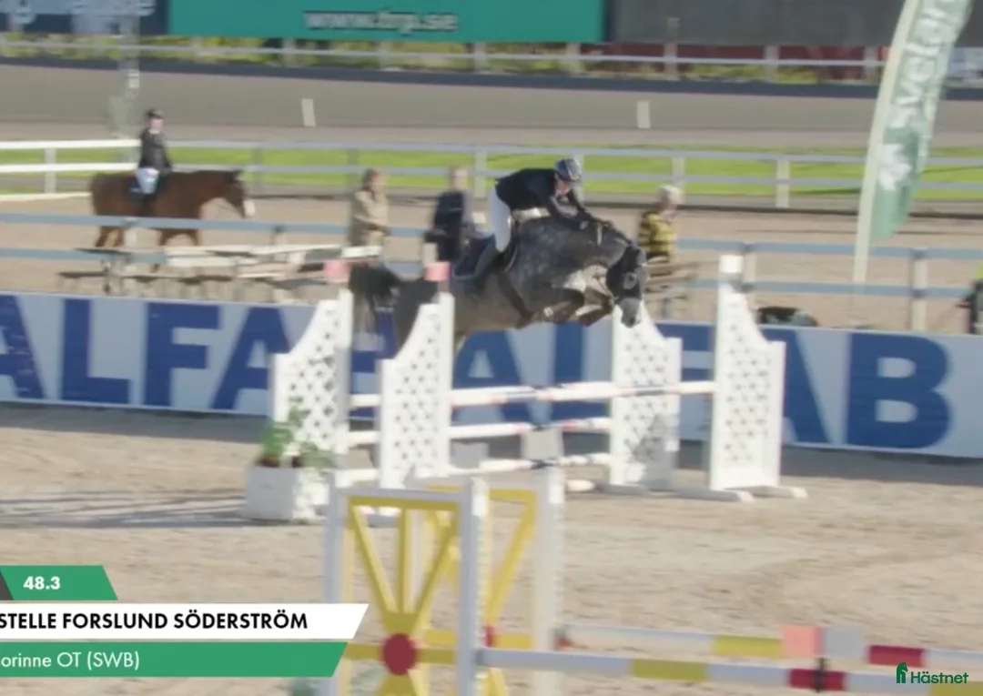 Hoppning hästar till salu: Hoppstammat sto med trevliga gångarter! i Bergby - Annons 1