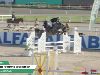 hästar Hoppstammat sto med trevliga gångarter! i Bergby - Annons 2