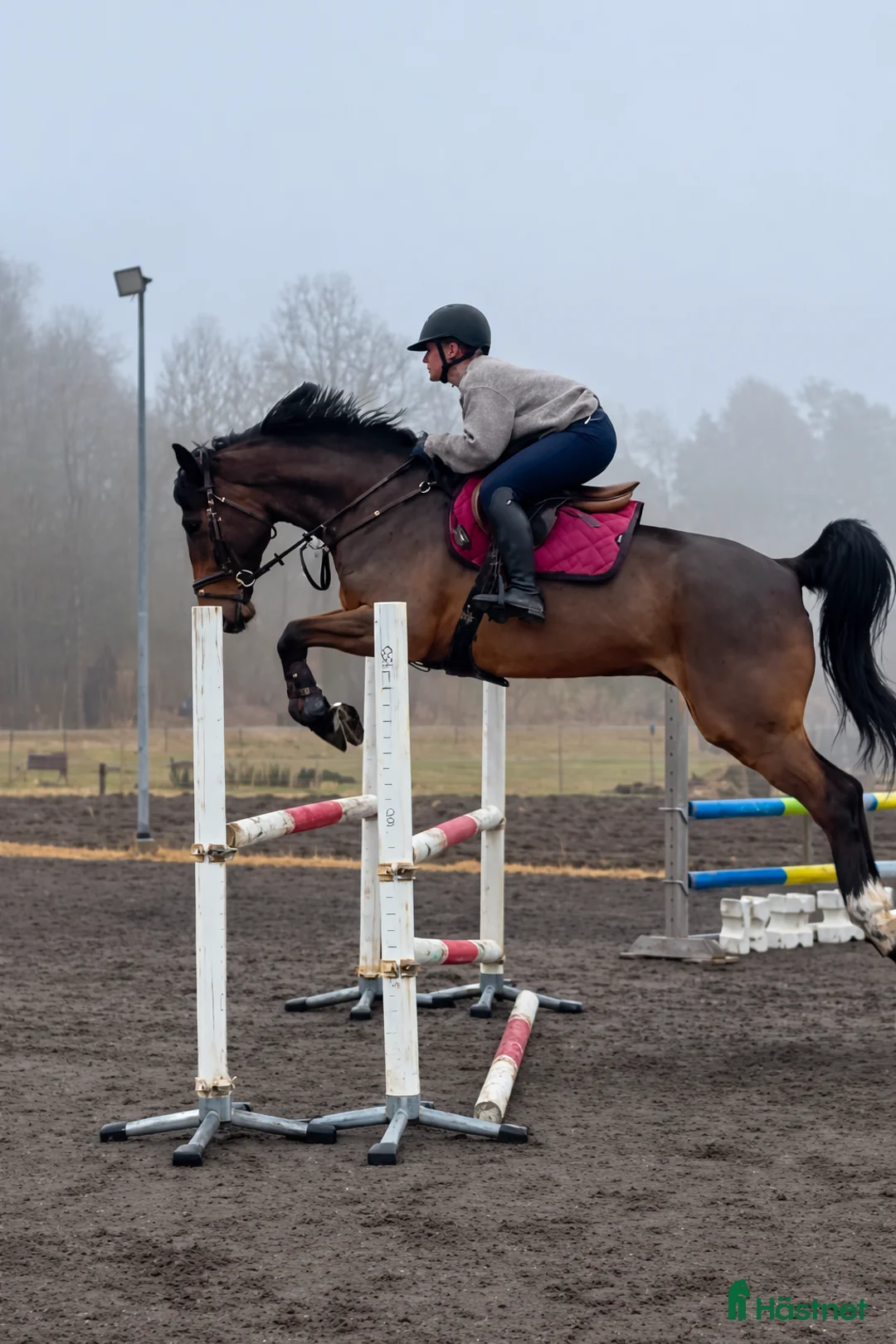 Allround hästar till salu: Snygg och trevlig allroundhäst - Annons 1