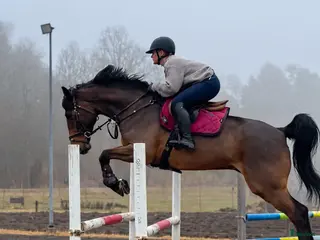 hästar Snygg och trevlig allroundhäst - Annons 6