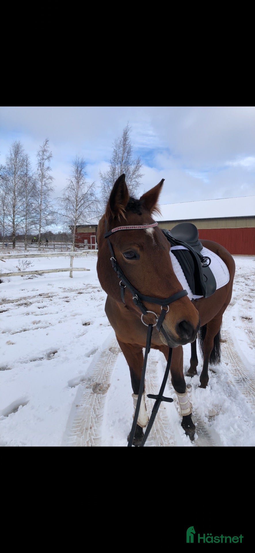  hästar Fin allroundponny - Annons 8