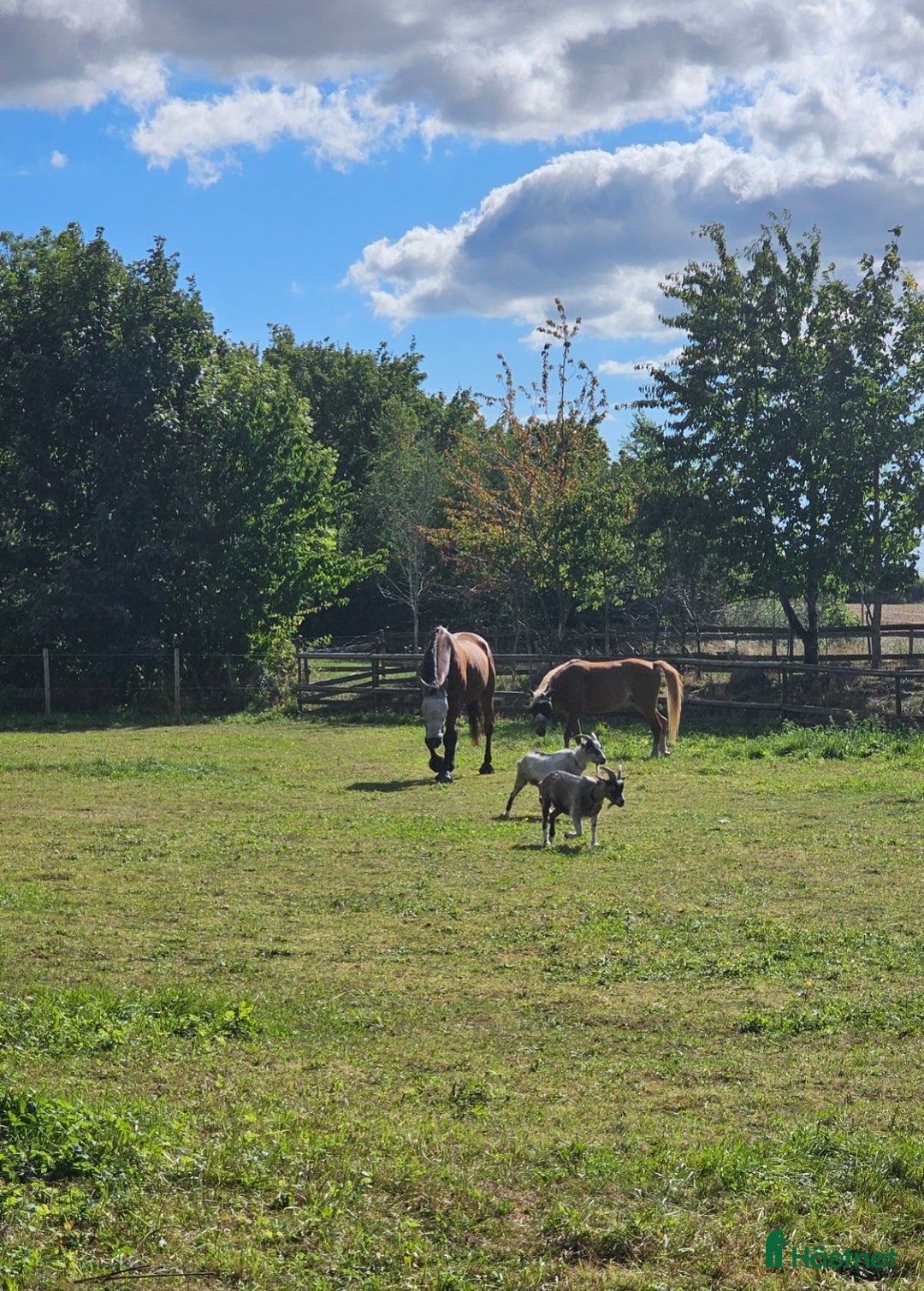  stallplats finnes: Stallplats i Svedala - Annons 3