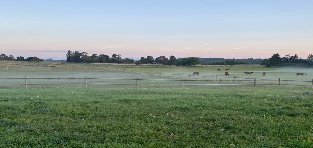 Galleribild {{count}}