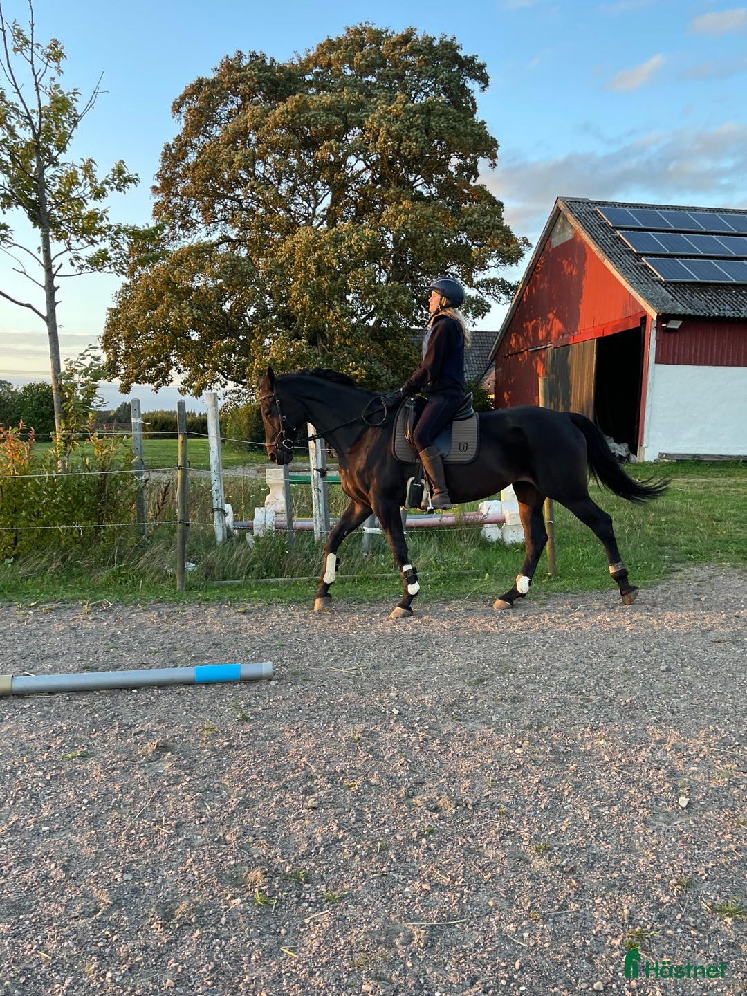  medryttarhäst sökes: 2 vuxna ryttare söker medryttarhäst - Annons 2