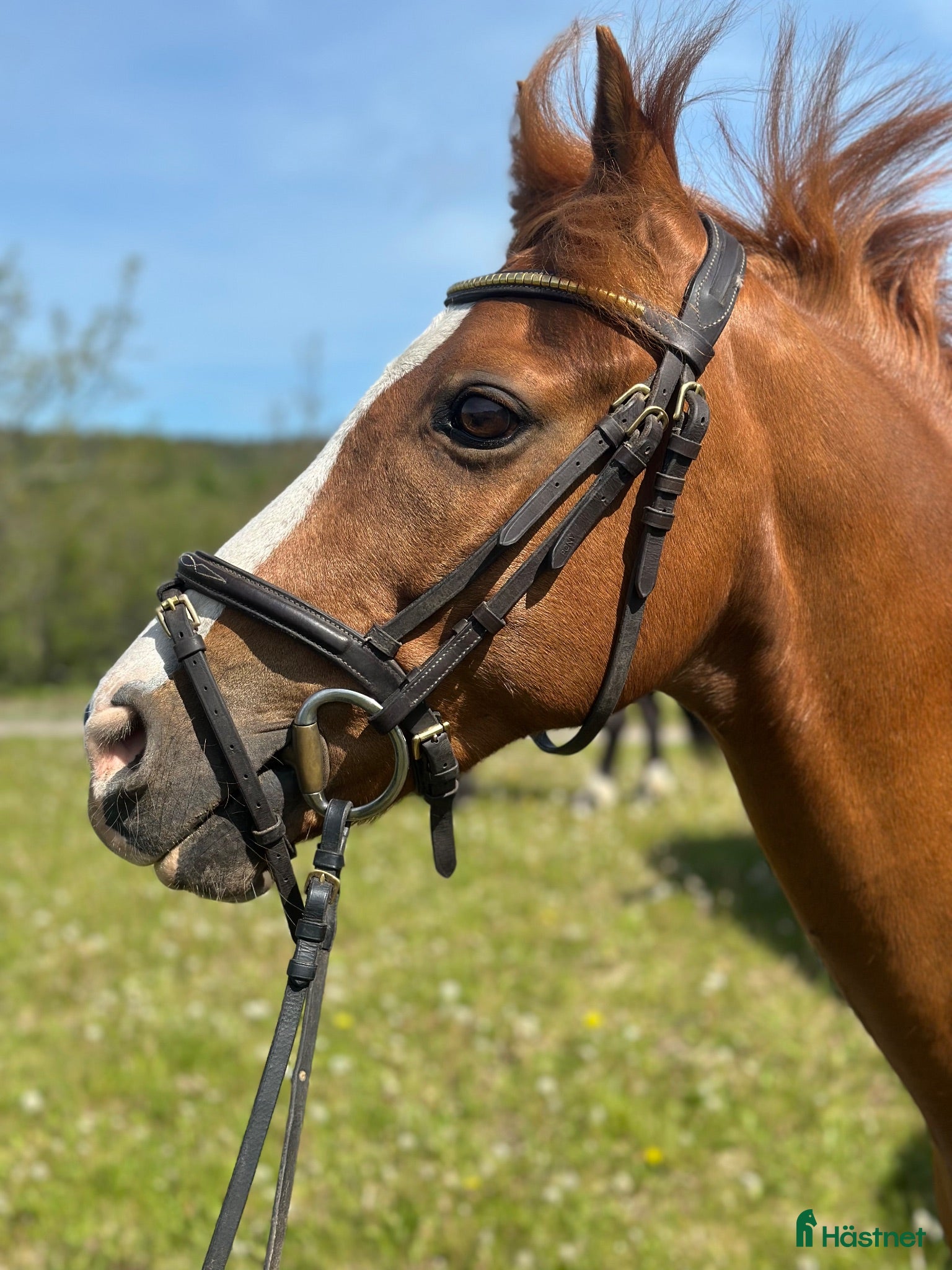  hästar Fantastisk allround ponny med inriktning dressyr - Annons 13