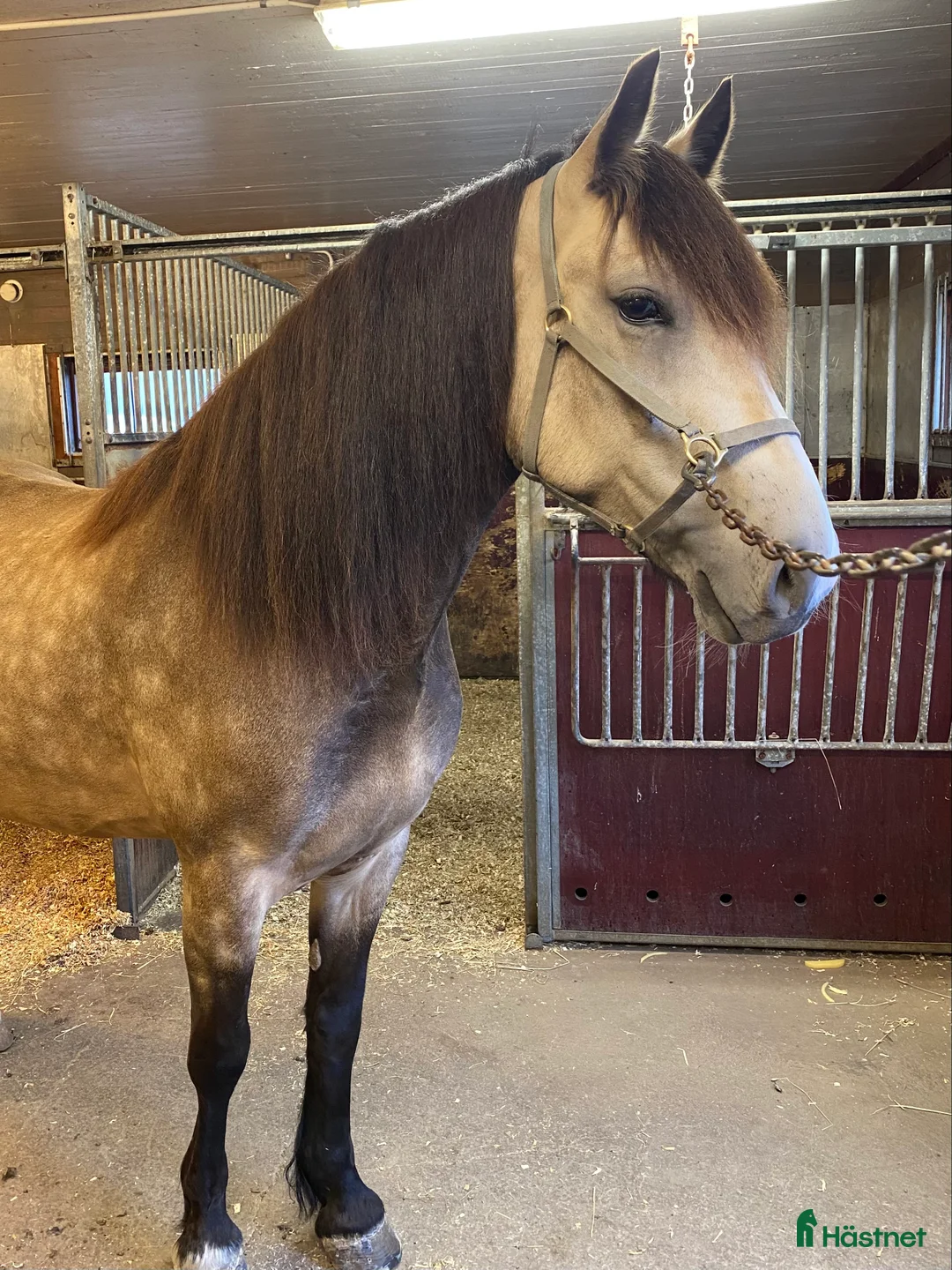 Allround hästar till salu: Charmigt sto för ridning/körning  i Östersund - Annons 3