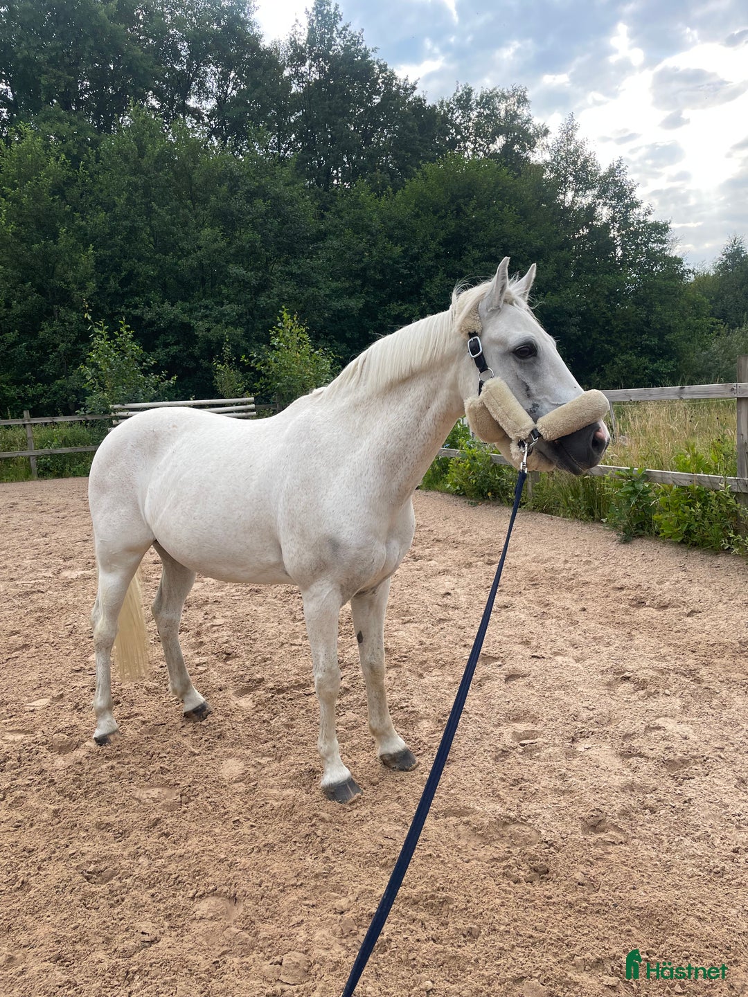 Allround hästar till salu: Trygg allroundponny och läromästare  i Kungsbacka - Annons 2