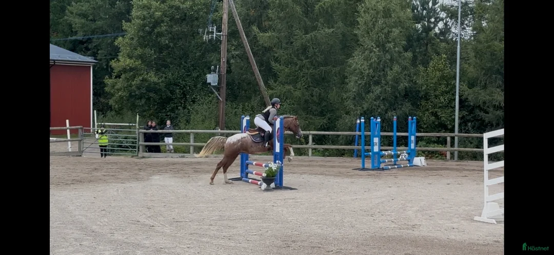 Hoppning hästar till salu: Lovande blivande rosettplockare  - Annons 2