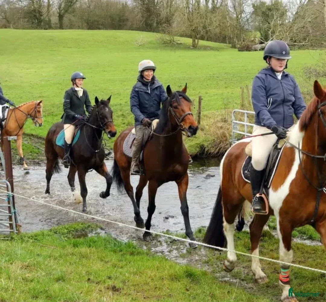 Allround hästar till salu: 9yr old Irish Sport Horse all rounder - Annons 8