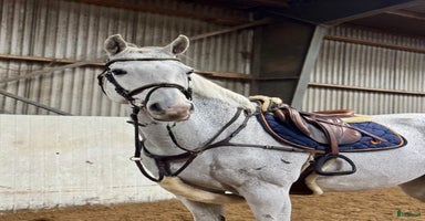  hästar i Helsingborg - Annons 7