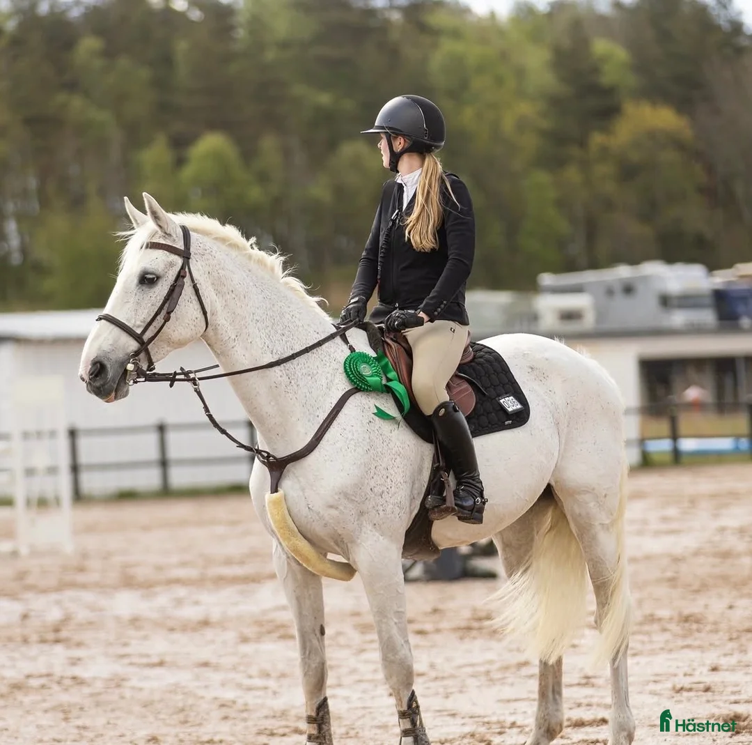 Allround hästar till salu: Charmigt sto med arbetsvilja  - Annons 2