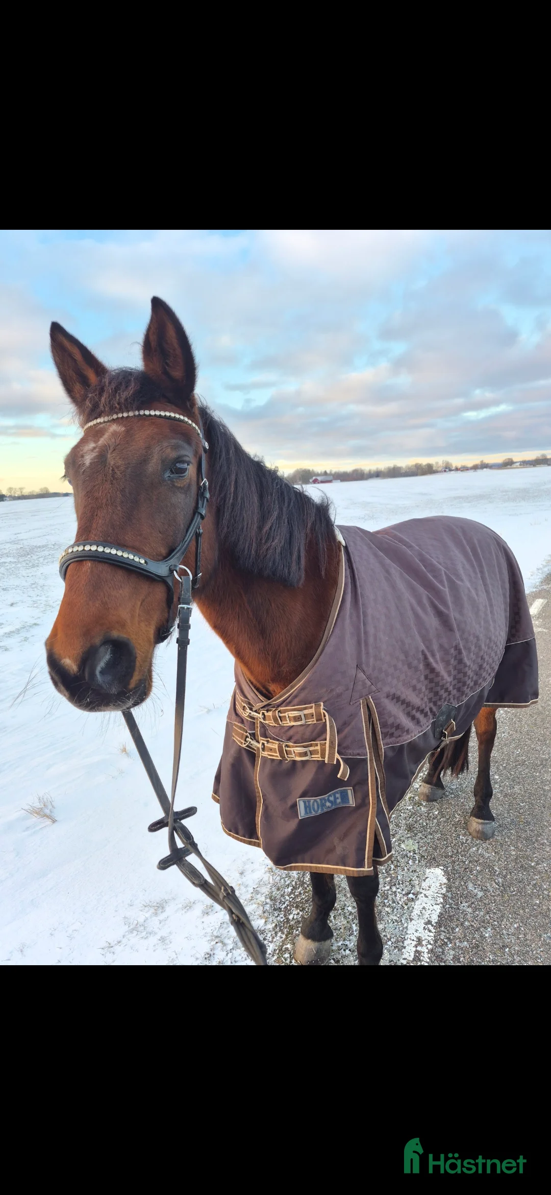 Allround hästar till salu: Ridtravare  - Annons 2