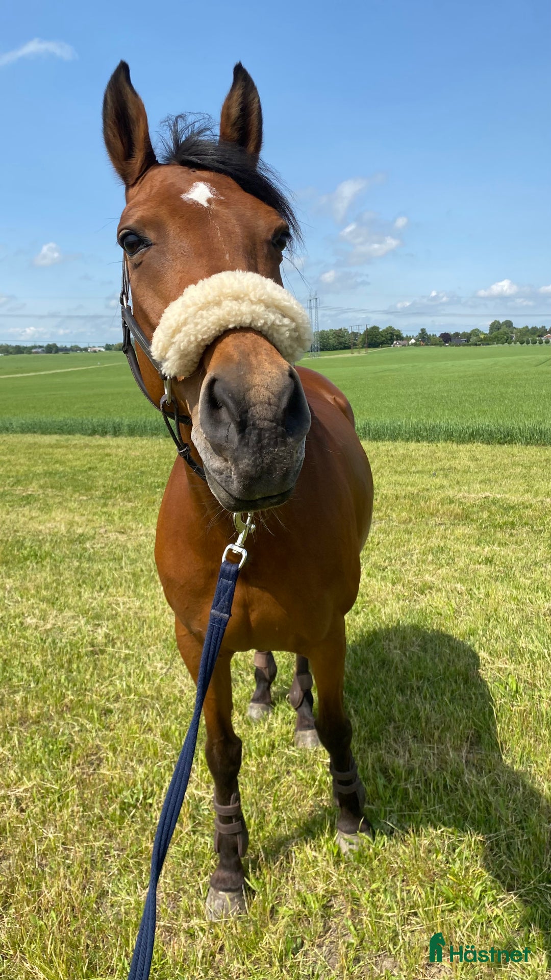 Allround hästar till salu: Fantastiskt sött sto i Tomelilla - Annons 2