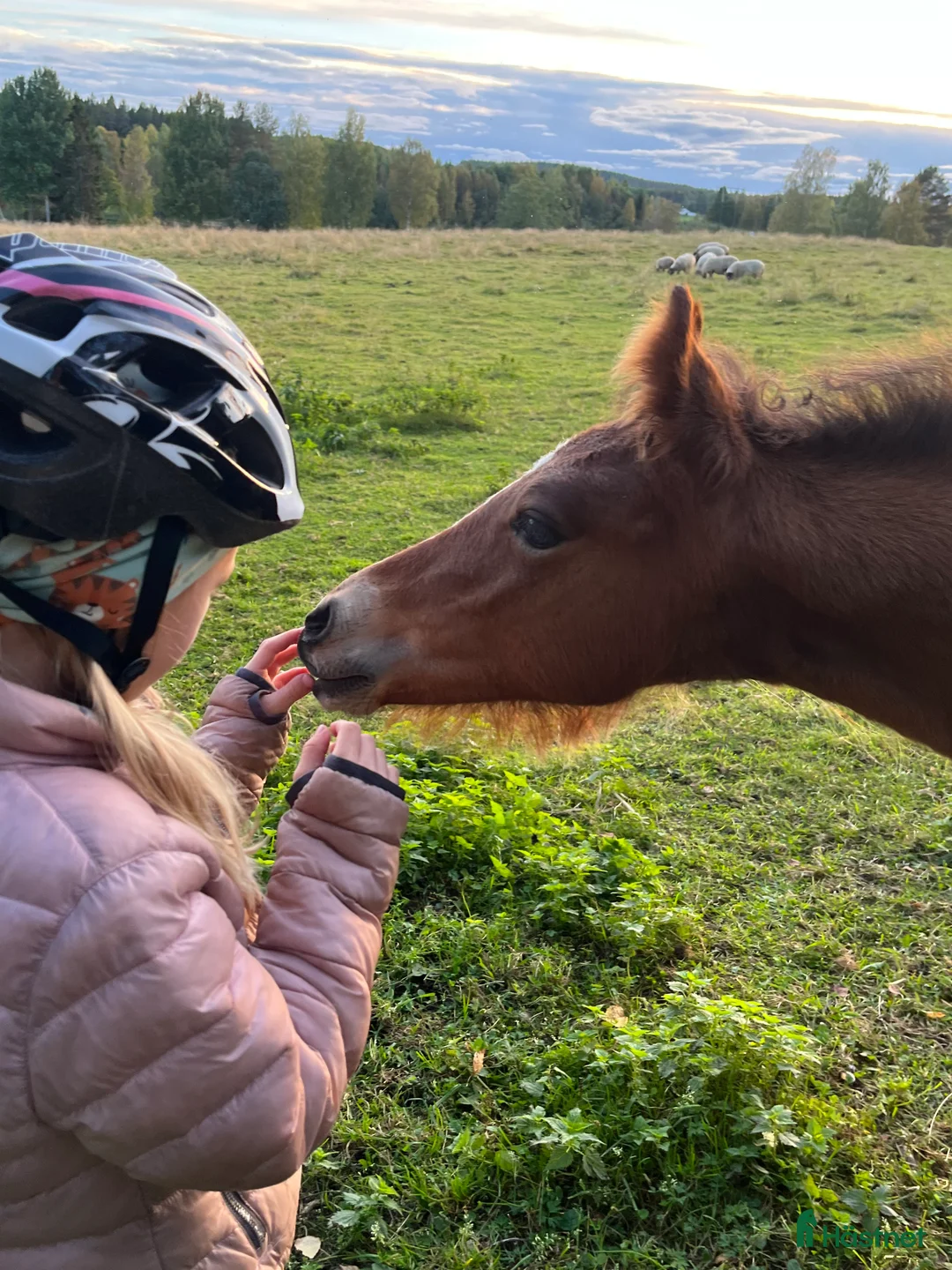 Allround hästar till salu: Elegant o trevligt cob stoföl i Burträsk - Annons 2
