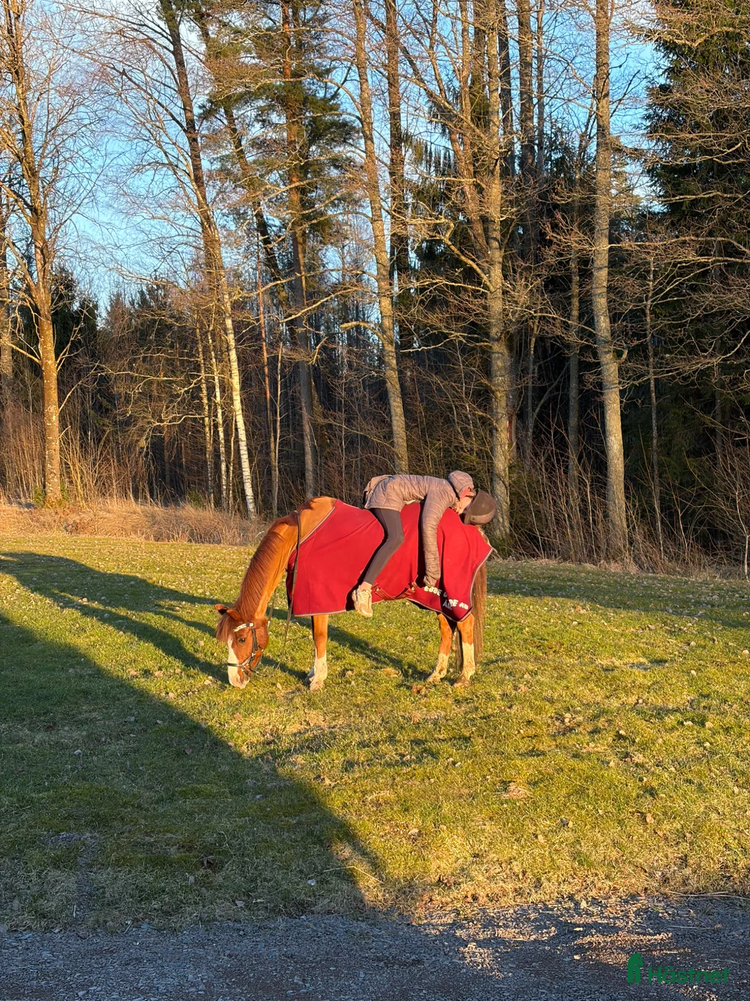 Allround hästar till salu: 🌟 Fantastisk B-ponny söker nytt hem 🌟 - Annons 6