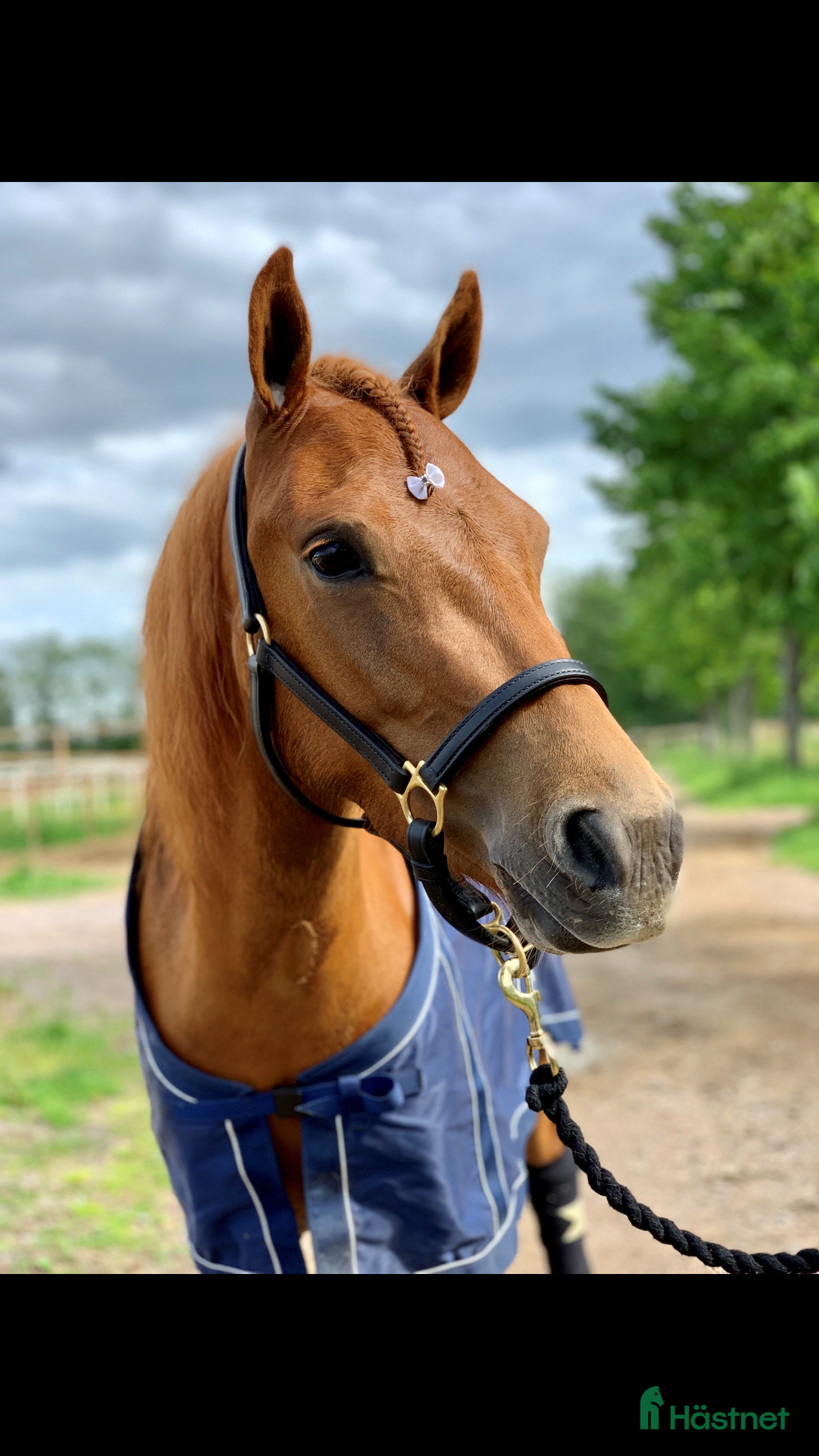  hästar Elitponny! i Enköping - Annons 8