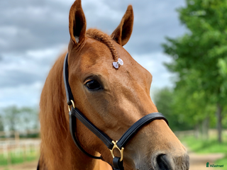 hästar Elitponny! i Enköping - Annons 6