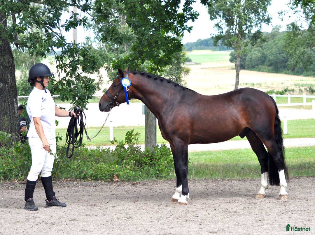  medryttarhäst finnes: Vill du djupdyka inom avel, ponny och ridning? i Hjärnarp - Annons 4