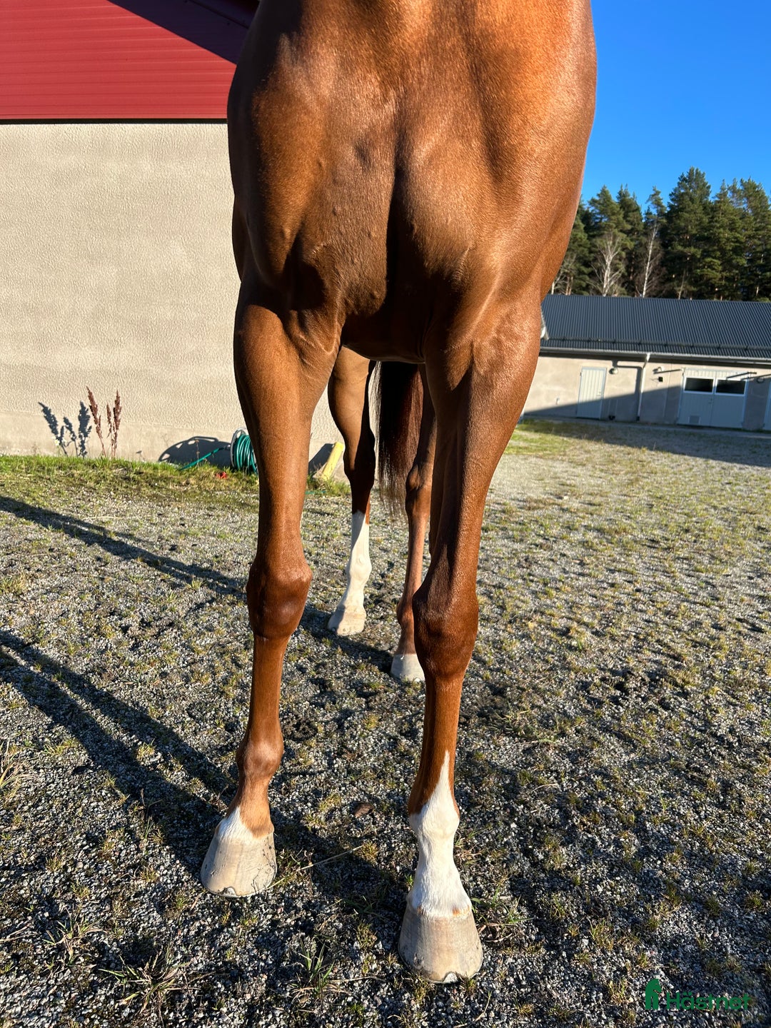 Allround hästar till salu: 2 årigt fux sto till salu  i Bro - Annons 3