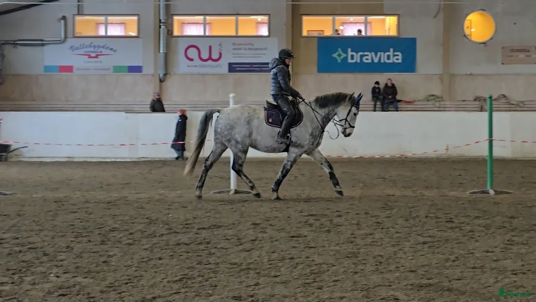 Hoppning hästar till salu: Lyxig allround häst! i Vedum - Annons 5