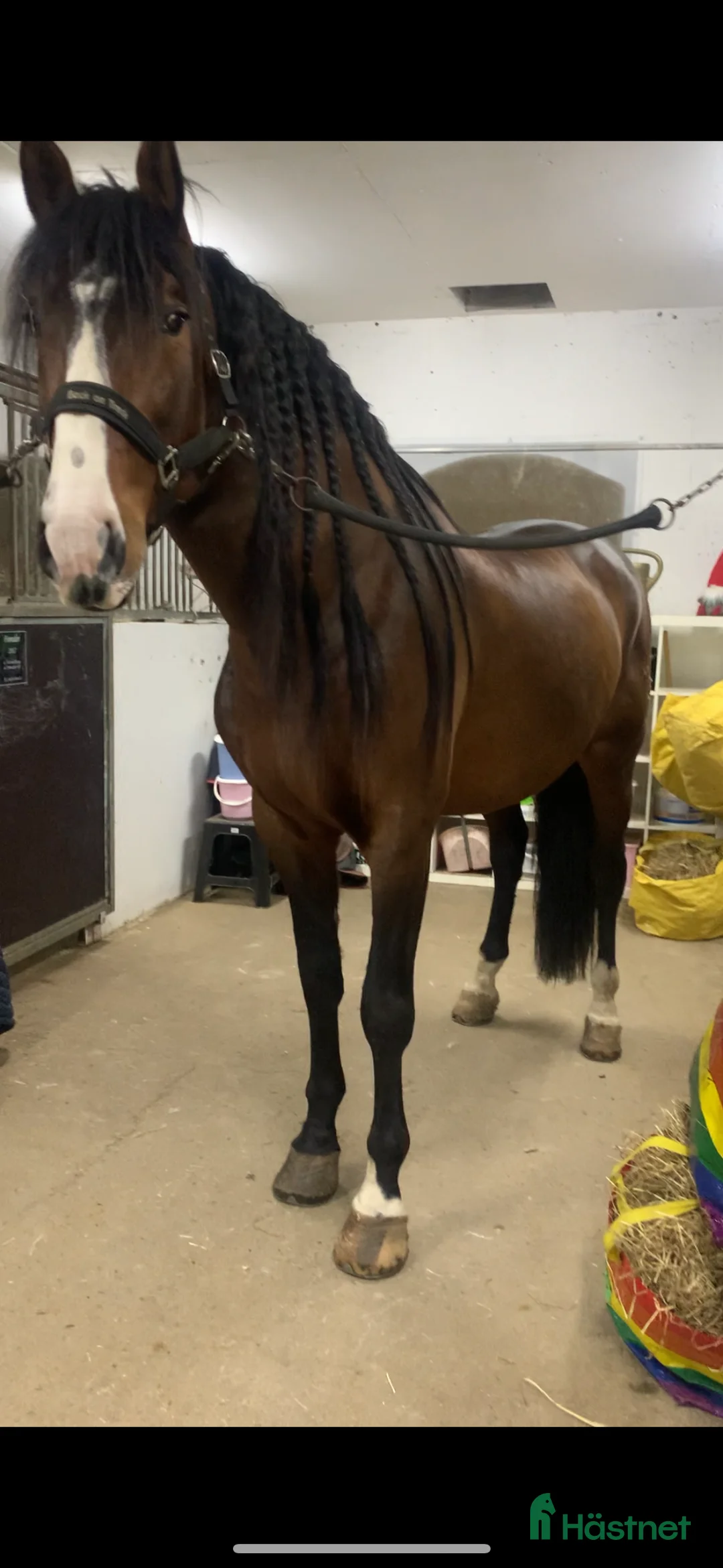 Dressyr hästar till salu: Min drömhäst söker nytt hem i Vretstorp - Annons 2