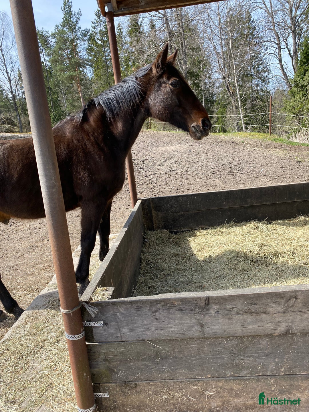  medryttarhäst sökes: Medryttare i Bandhagen - Annons 2
