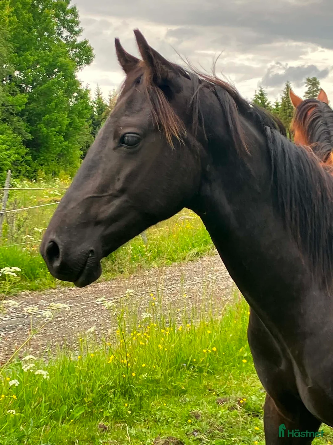 Western hästar till salu: Svarta hingsten söker nytt hem - Annons 2