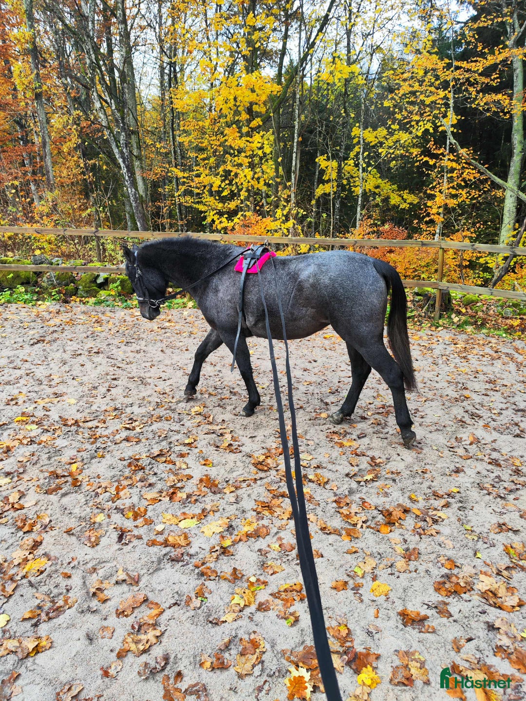Hoppning hästar till salu: Talangfull ungponny med X-faktor i Emmaboda - Annons 5