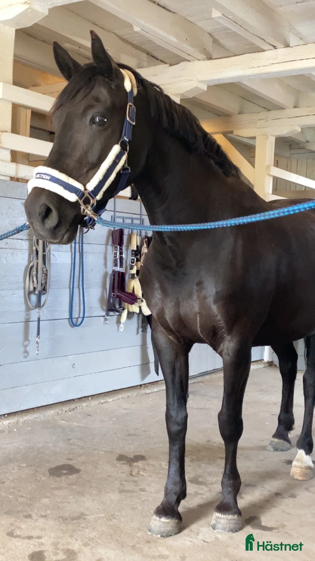 Allround hästar till salu: Läromästare för den tålmodige i Nyköping - Annons 4