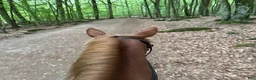  foderhäst finnes: 🐴 FODERVÄRD SÖKES NOVEMBER–MAJ 🐴 i Ljungbyhed - Annons 3