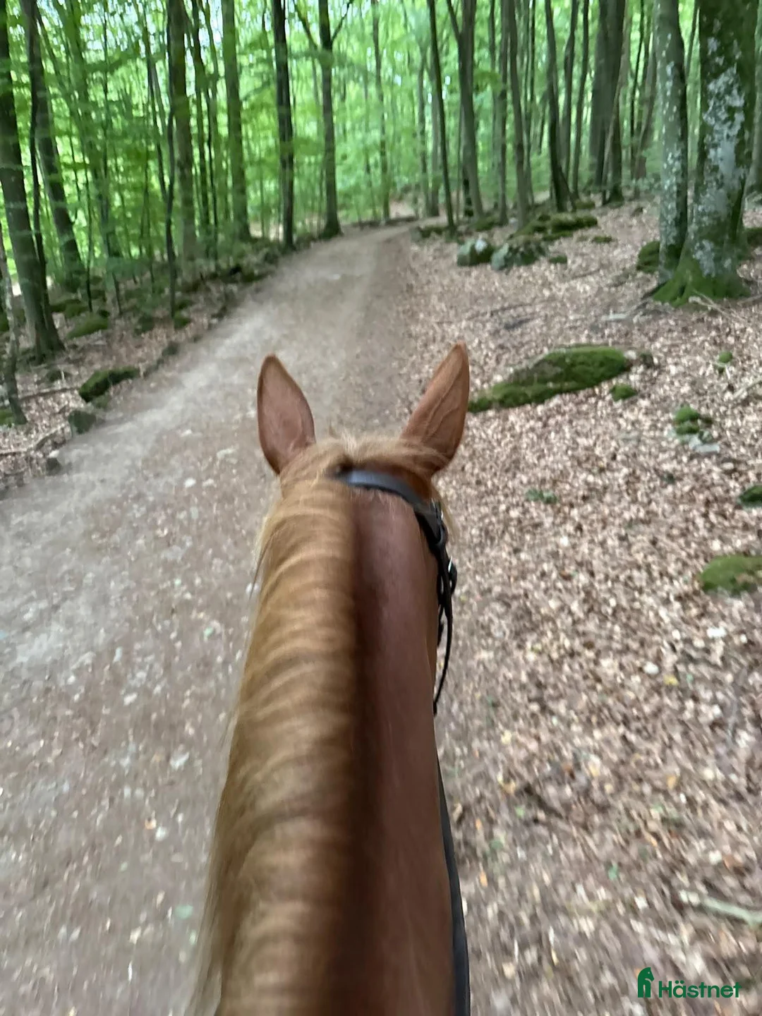  foderhäst finnes: 🐴 FODERVÄRD SÖKES NOVEMBER–MAJ 🐴 i Ljungbyhed - Annons 3